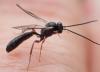 Campopleginae inconnu